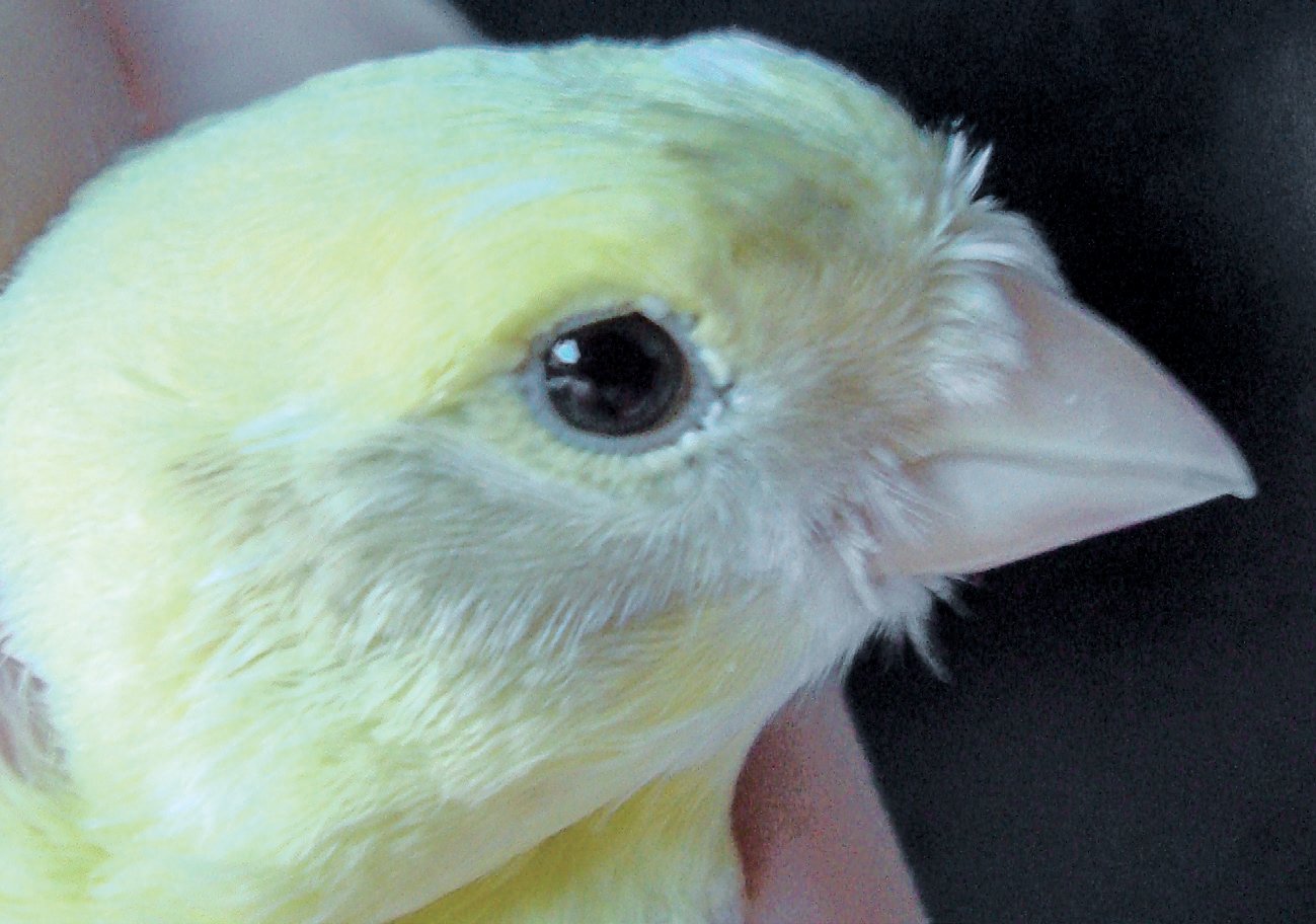 2. Hembra amarilla mosaica inmadura con mancha melánica Isabela, manchas muy diluidas difíciles de apreciar incluso por jueces expertos. Este pájaro participó el pasado año en varios concursos y en ninguno fue descalificado, prueba evidente de la dificultad de detectar este tipo de manchas.
