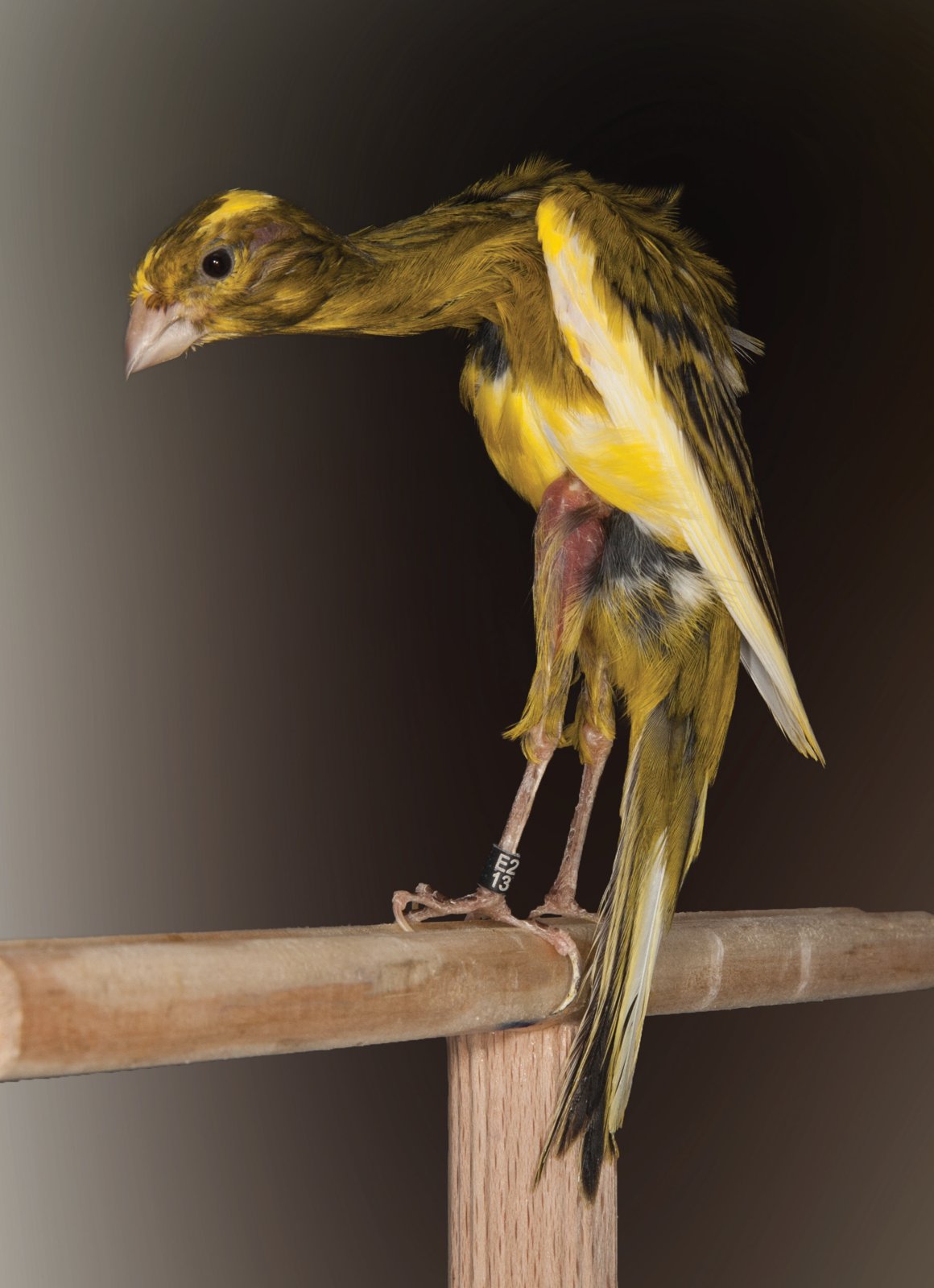 Gibber pío, verde manchado de amarillo, con una posición muy próxima al “7” perfecto. Criadero: Francisco Cabrera García.