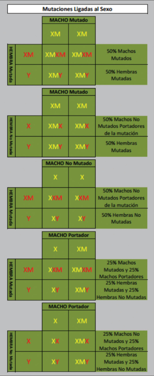 Cuadros de transmisión de mutaciones ligadas al sexo.