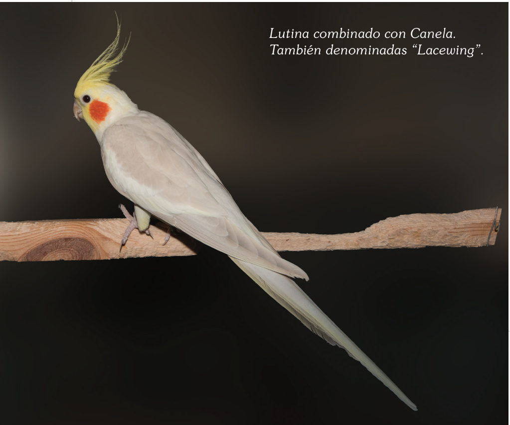 Lutina combinado con Canela. También denominadas Lacewing.