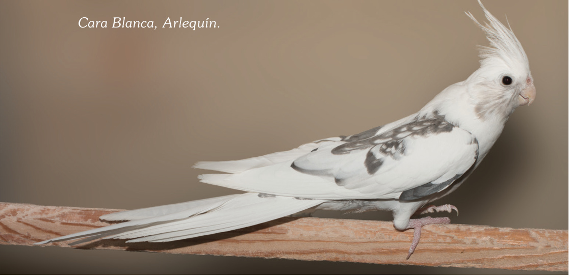 Cara Blanca, Arlequín.