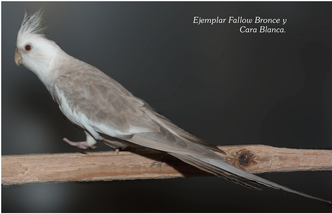 Ejemplar Fallow Bronce y Cara Blanca.