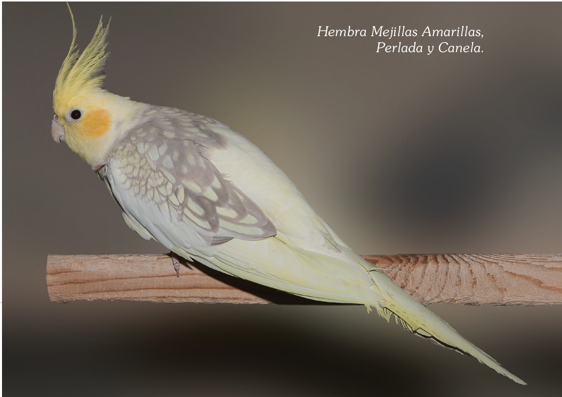 Hembra Mejillas Amarillas, Perlada y Canela.