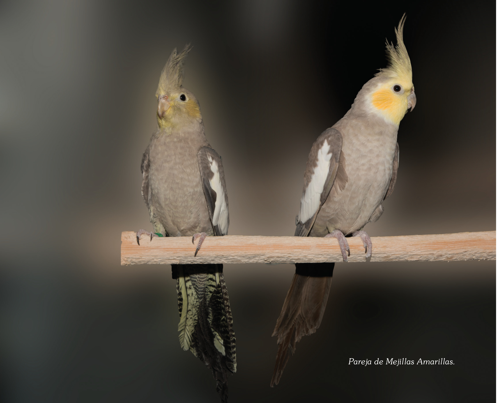 Pareja de Mejillas Amarillas.