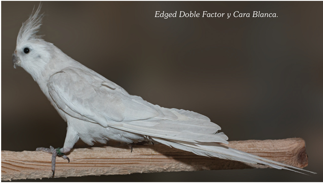 Edged Doble Factor y Cara Blanca.