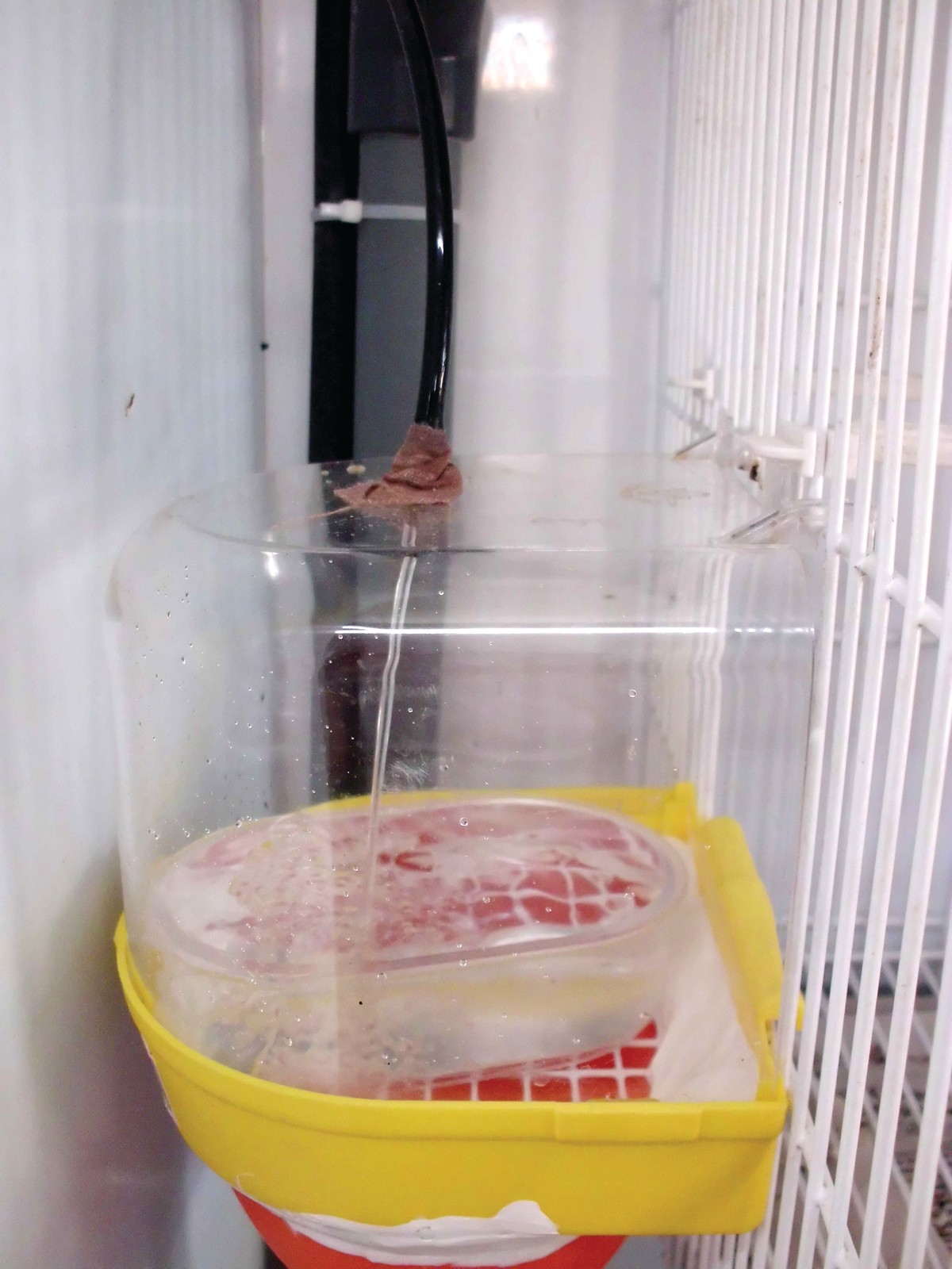 8. Detalle de la bañera en pleno funcionamiento. El chorro es lo suficientemente potente como para remover del fondo la mayoría de los sedimentos, que serán arrastrados por el agua que rebosa hacia el desagüe. Conviene controlar de vez en cuando que el chorro tiene la potencia necesaria y está el tiempo suficiente para cumplir su función.