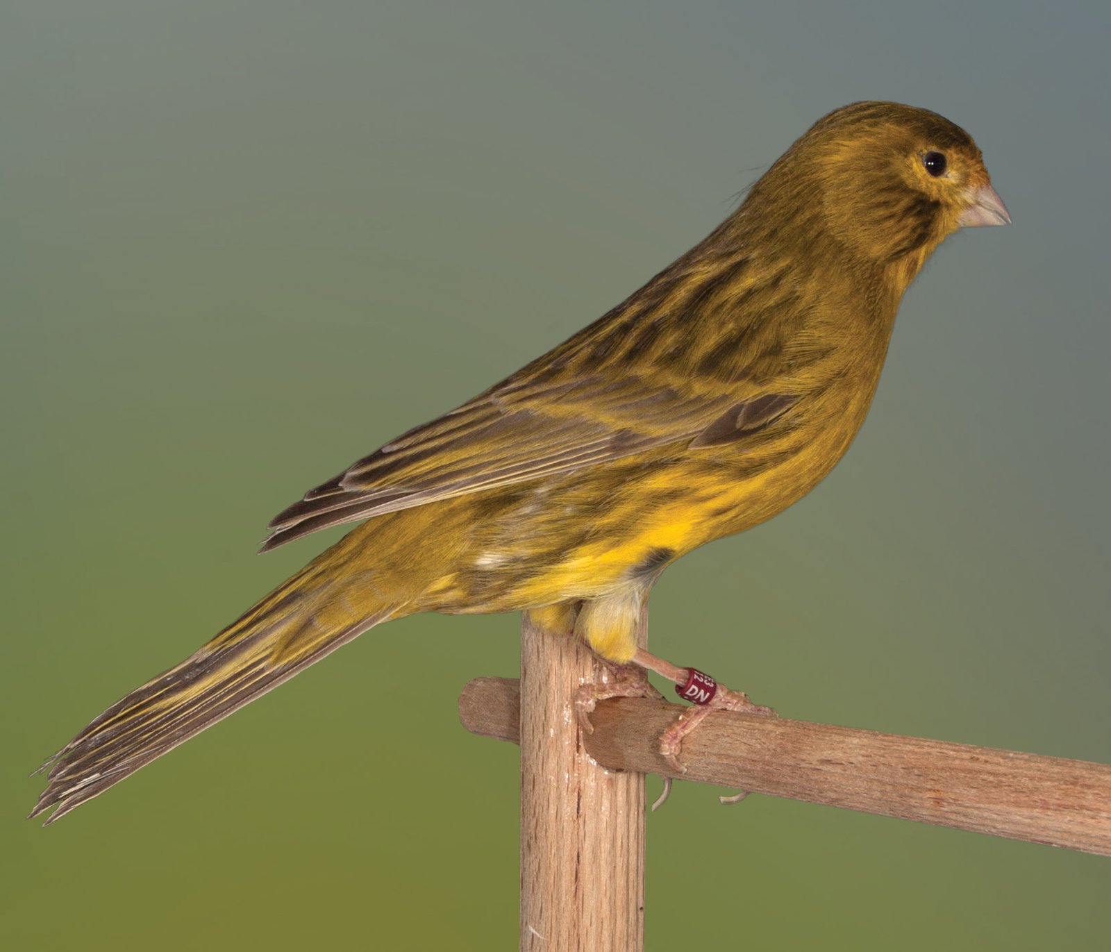 Bruno intenso amarillo Ejemplar de forma óptima, a pesar de que las timoneras no están adheridas al cuerpo porque el pájaro no está en posición. Perfecta la alineación de las estrías del dorso y ajustada la tonalidad de las melaninas. Óptima la melanización de las mejillas, con bigotes evidentes. Bueno el lipocromo aunque no es limón, quizás por defecto de iluminación al fotografiarlo; la tonalidad más viva del vientre es normal porque es una zona natural de reducción melánica. Buenas las patas, que aparecen brunáceas. Plumaje compacto y adherido, digno de un óptimo intenso. Desde mi punto de vista, se trata de un ejemplar excepcional tanto en concurso como en criadero. Oro Nacional FOCDE 2012.