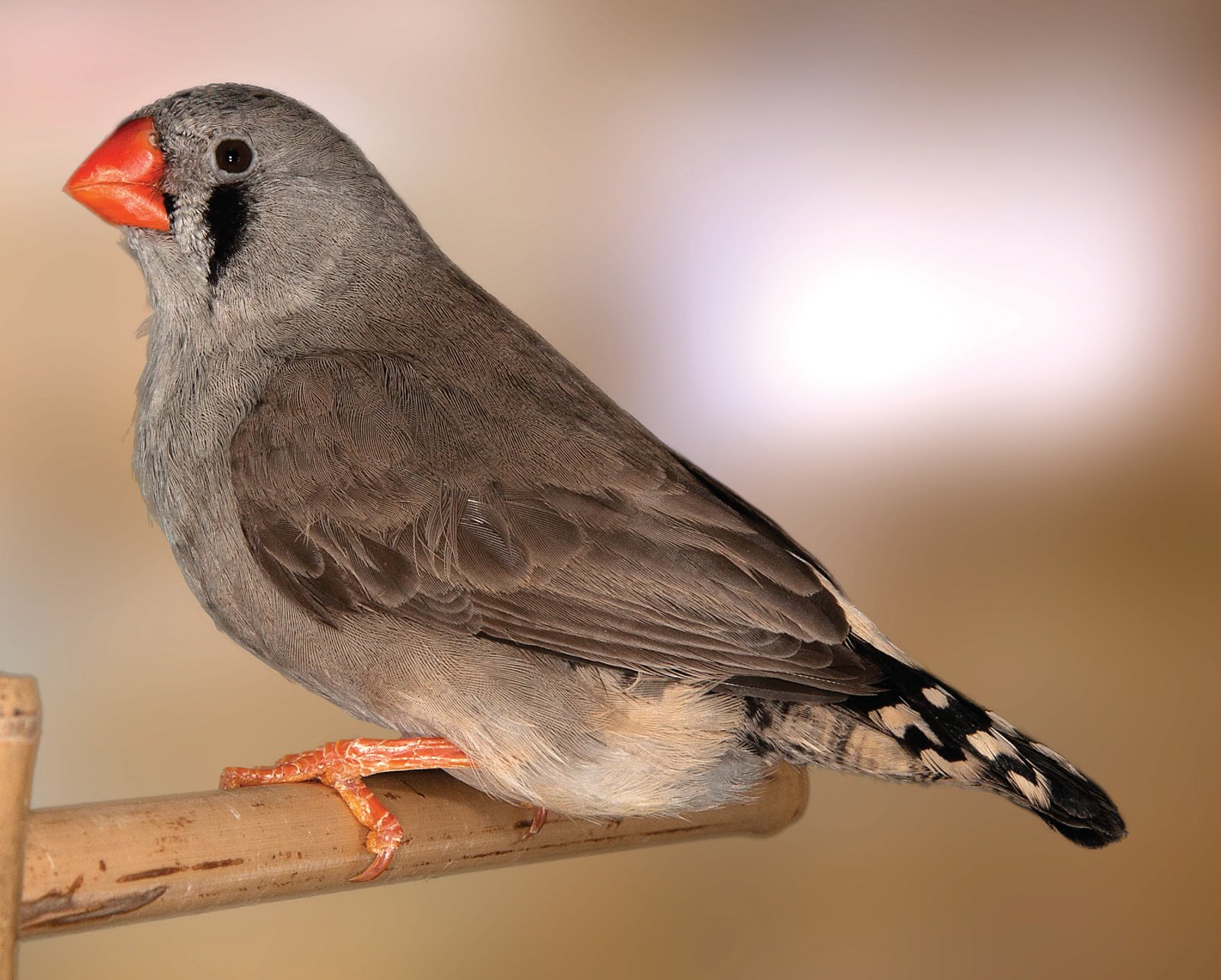 Diamante Mandarín Gris Cara Negra hembra. Nótese que el color blanco de la cara ha sido sustituido por un color gris de la misma tonalidad que la mejilla, no negro como en el caso de los machos. Presenta el ejemplar todavía restos de feomelanina en el vientre, probablemente debido a que aún no ha realizado la segunda muda.