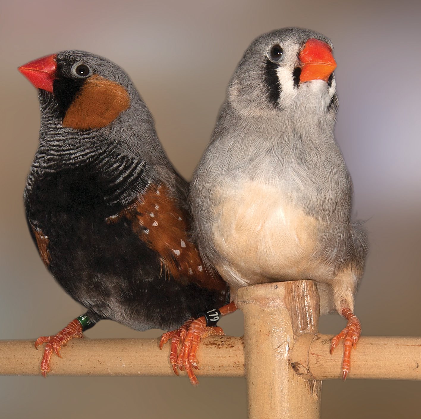 Pareja de Diamante Mandarín Griis Cara Negra macho x Gris hembra. Uno de los posibles emparejamientos que puede realizarse, ya que el emparejamiento de ejemplares en pureza en las mutaciones dominantes no está aconsejado, por el factor de letalidad que se introduce en los embriones homocigotos a la mutación cara negra. En la actualidad, esto no es compartido por algunos criadores, sobre todo italianos. Nótese la carga feomelánica del vientre de la hembra gris, aconsejable según mi experiencia en este tipo de acoplamientos.