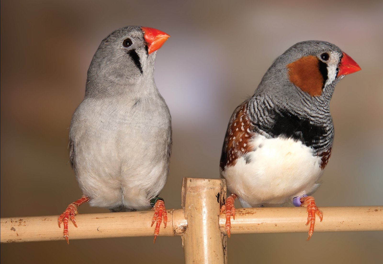 Pareja de Diamante Mandarín Gris macho x Diamante Mandarín Gris Cara Negra hembra. Hembra de excelente color y macho con cierta carga feomelánica por lo indicado en la foto anterior.