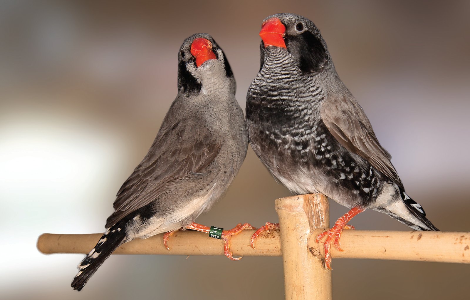Pareja de Diamante Mandarín Gris Cara Negra Mejillas Negras. Esta combinación es muy atractiva para los criadores que les gusten los ejemplares oscuros. El ejemplar macho presenta unas buenas características de color y diseño, particularmente en los flancos, con puntos distribuidos bastante uniformemente y ausencia de feomelanina en la totalidad del plumaje. El desbordamiento del pecho es bastante aceptable, sobre todo si pensamos en que la mutación mejillas negras produce una acusada reducción de feomelanina en el vientre. El ejemplar hembra, si bien en cuanto a color es muy aceptable, la forma es aún un poco deficiente, sobre todo la de la cabeza.