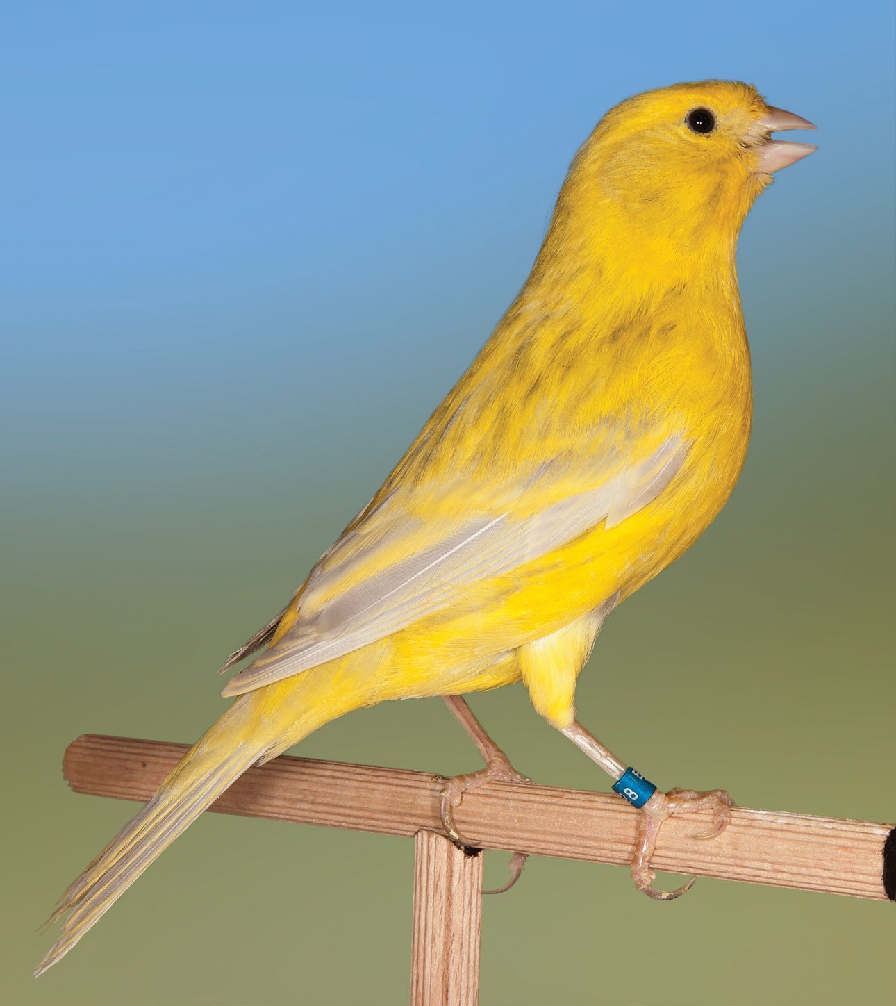 Ágata opal amarillo intenso La tonalidad gris azulada y presentar el reverso de las plumas con mayor concentración melánica en relación al anverso nos permite distinguir los ejemplares donde se presenta esta mutación. Criador: Pascual López Cremades.