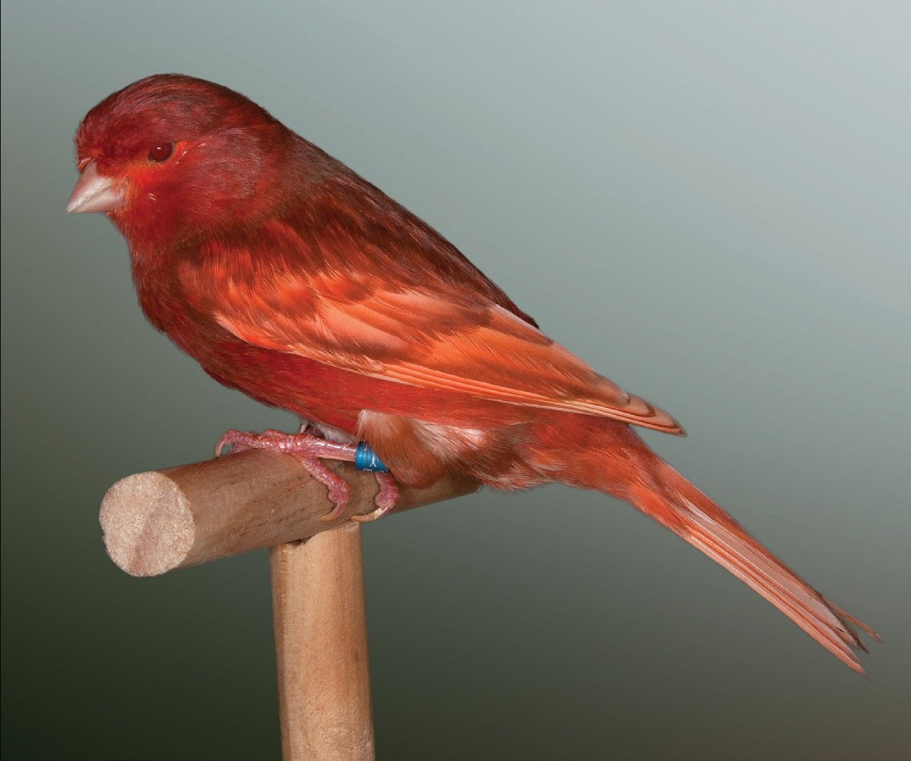 Phaeo rojo intenso La presencia exclusiva de feomelanina, ojos rojos y el típico diseño escamado u ocelado, nos permitirán distinguir fácilmente estos ejemplares mutados. Criador: Raul Pérez Samblas.