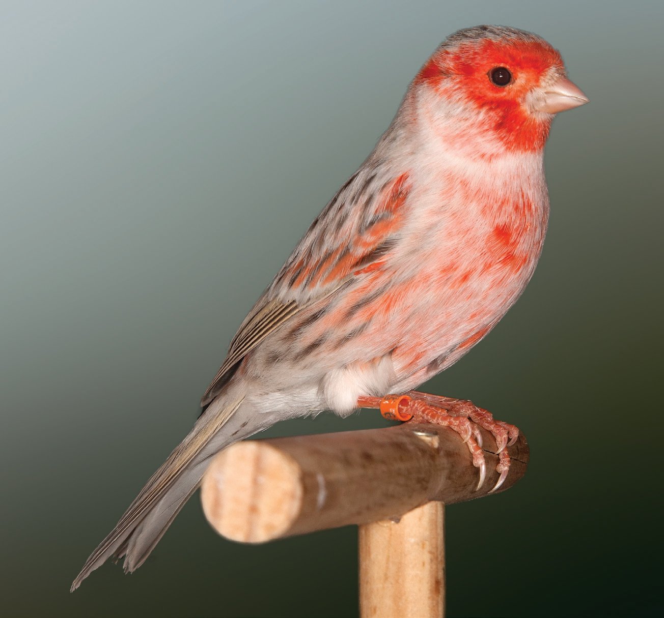 Satiné amarillo intenso Fenotipo próximo al isabela pero con lipocromo más claro y luminoso, y diseño más contrastado. Típicos ojos rojos. Observamos la categoría defectuosa por lo que es importante observar pequeños detalles para su correcta identificación. Criador: Gustavo Monedero Pastor