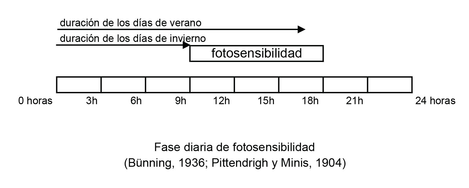 Fase diaria de fotosensibilidad (Bünning,1936; Pittendrigh y Minis,1964).