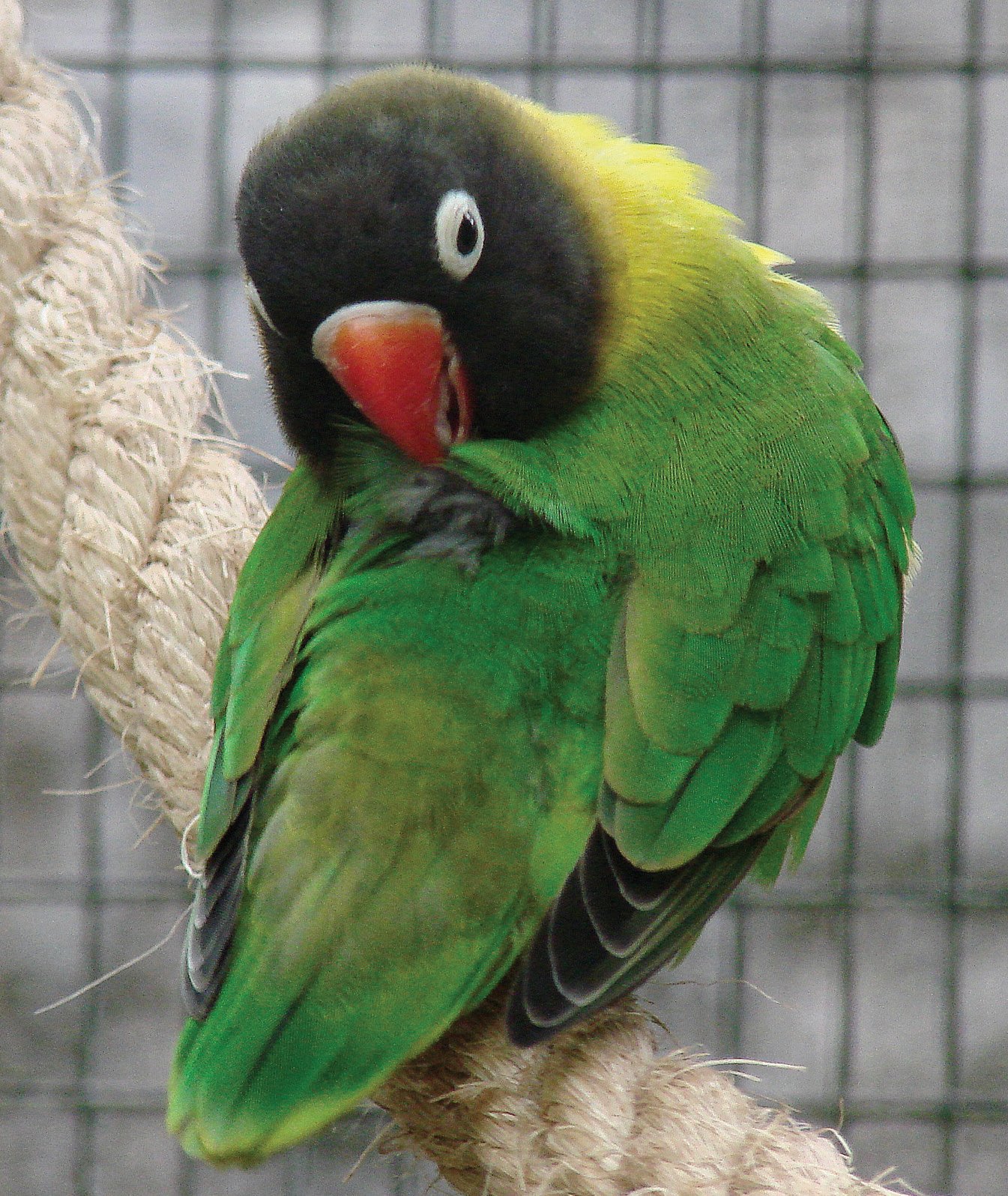 En el periodo de muda es importante el aporte regular de suplementos de aminoácidos esenciales, como la Metionina y la Lisina, para cubrir las necesidades de nuestros pájaros durante la formación de las plumas. Deficiencias en estos nutrientes pueden impedir el correcto desarrollo de las plumas, malformaciones o incluso episodios de picaje.