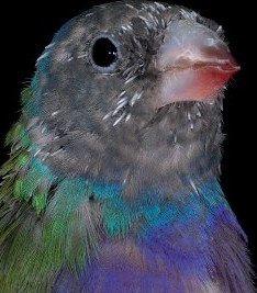 Diamante de Gould en plena muda.