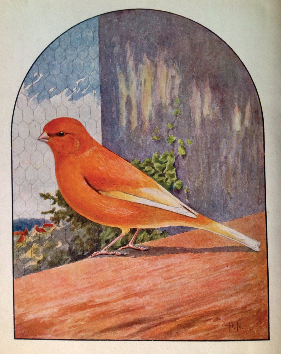 Dibujo de un canario Norwich del libro “Our Canaries” (1911), de Claude St. John.
