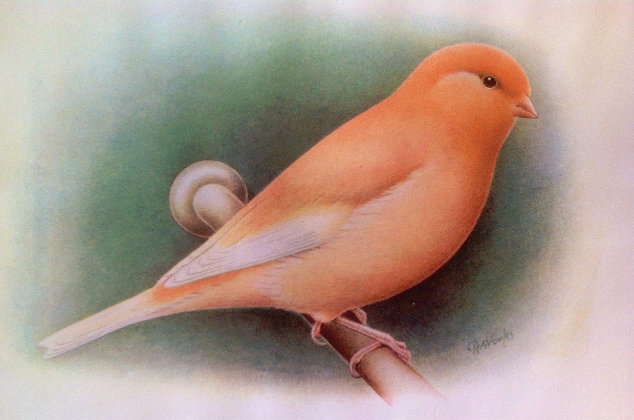 Modelo de perfección del canario Norwich aprobado en 1946, obra del artista RA Vowles.