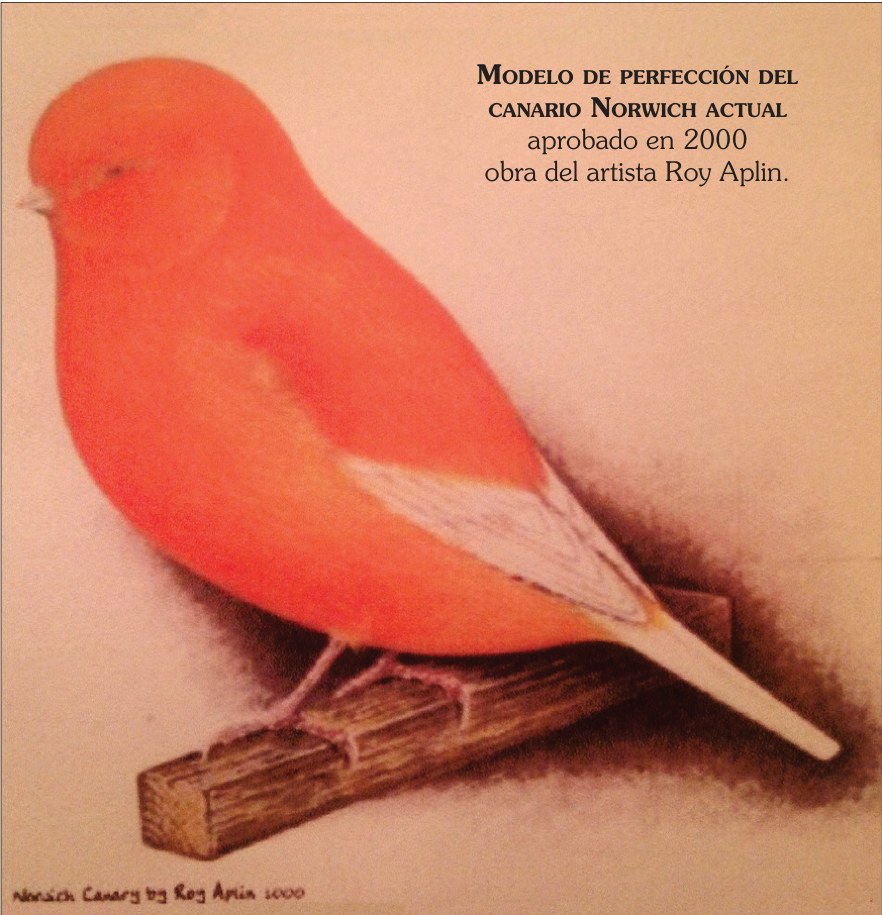 Modelo de perfección del canario Norwich actual aprobado en2000, obra del artista Roy Aplin.