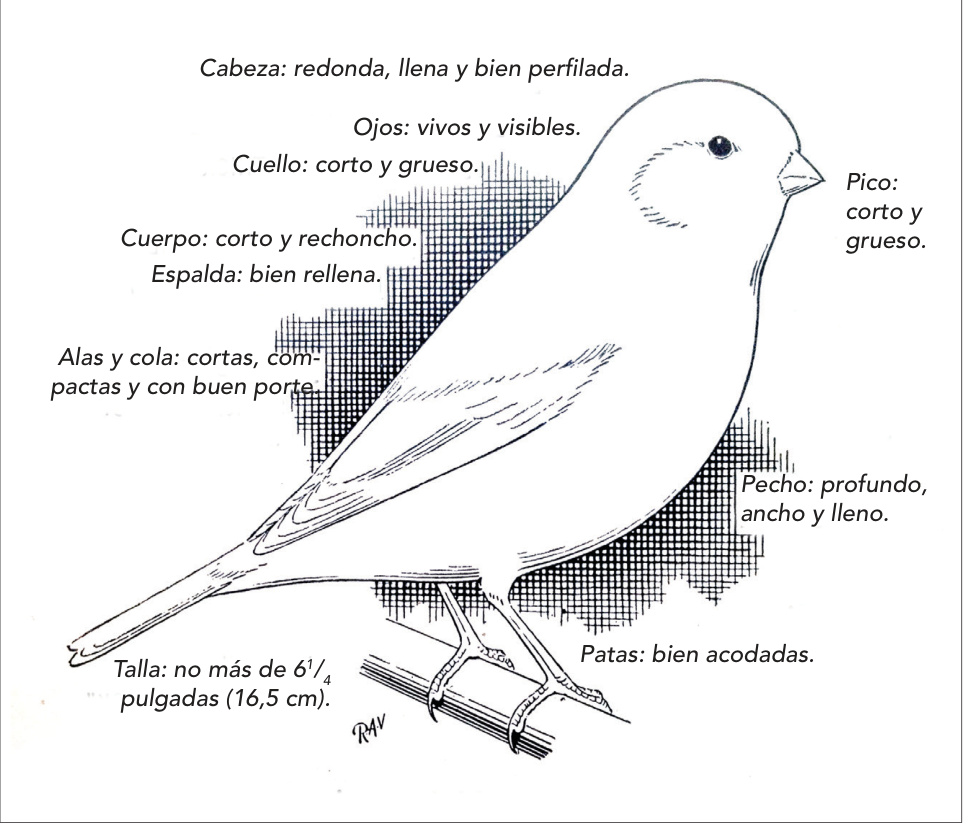 Estándar ilustrado del Norwich del libro “Norwich Canaries” (1954) de CA House y AW Smith, aprobado en 1946.