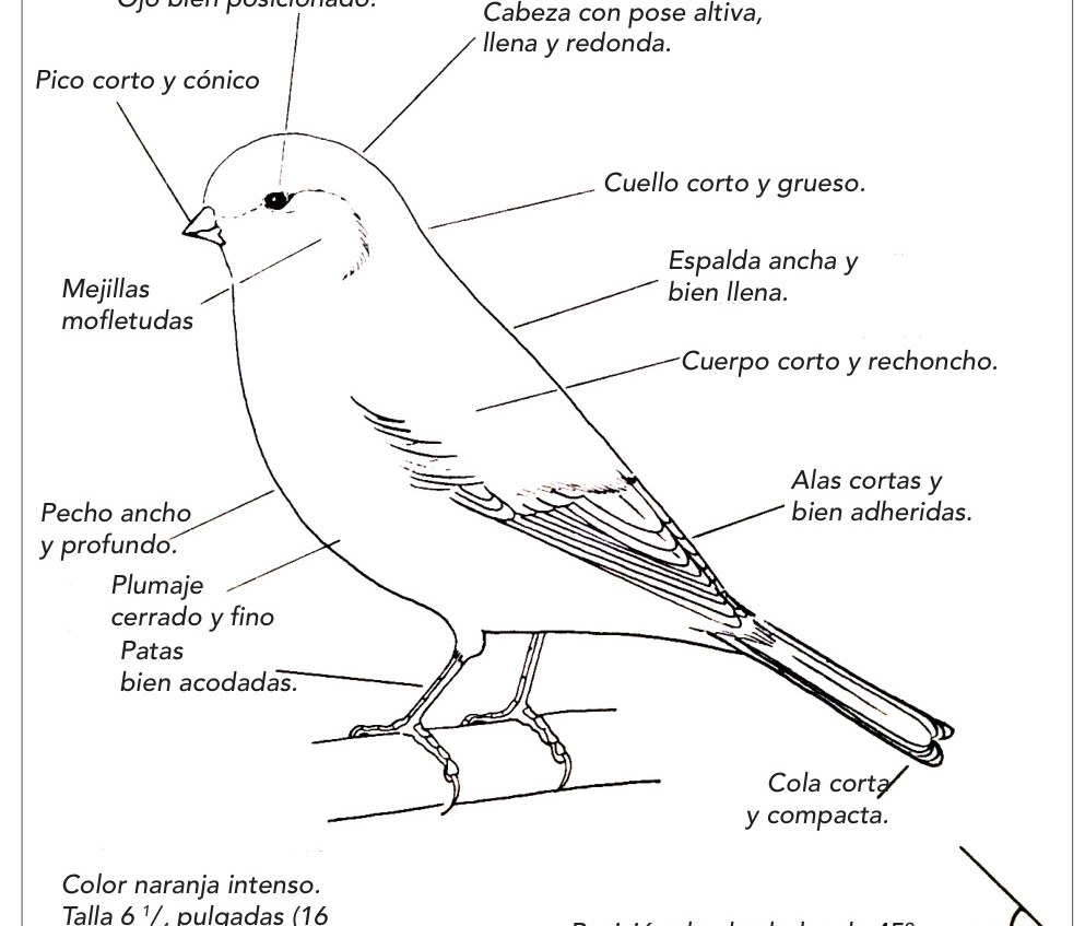 Estándar ilustrado del Norwich del libro “Canary Standards in Colour” de GT Dodwell.