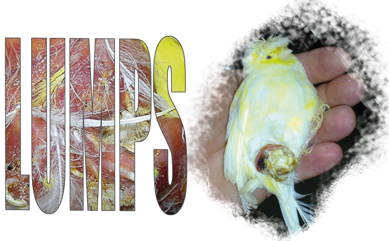 Hipopteronosis quística. Los lumps o quistes del plumaje, son un defecto del plumaje y representan un grave problema, que afecta a muchos criaderos de canarios y otras especies de aves de jaula y de voladera. Entre los Canarios, las razas más afectadas son la Norwich, Crested y Crestbred y Gloster, más varios tipos de Canarios de color. Hasta hace algunos años, se pensaba que los Canarios de color intensos estaban libres de este problema, sin embargo, recientemente se puede observar que también en canarios con este tipo de coloración los pueden sufrir. En cualquier caso, el lump representa siempre un defecto invalidante para la carrera expositiva del ejemplar, porque constituye siempre un motivo de descalificación en sede de enjuiciamiento.