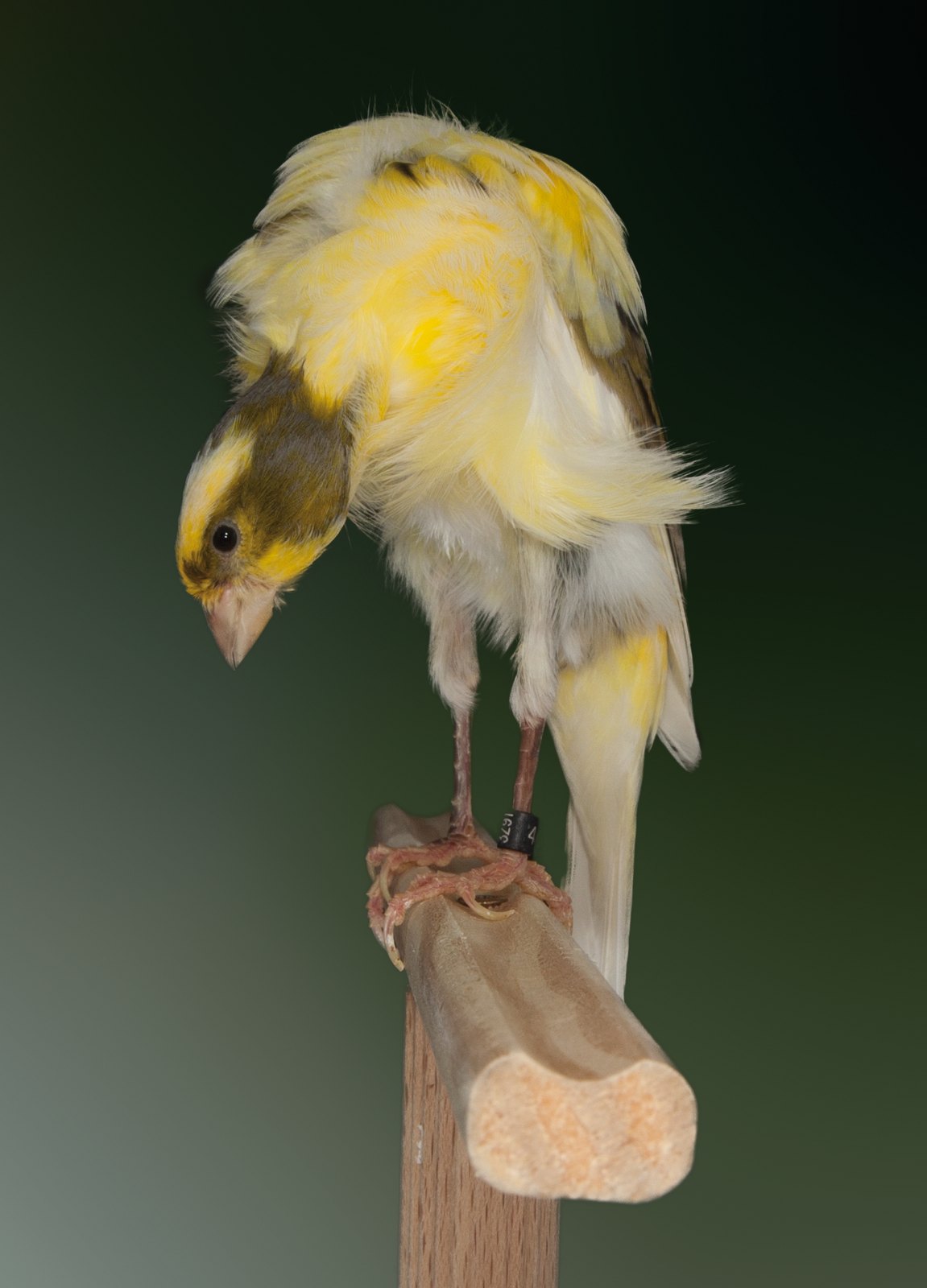 Melado con muy buena posición, con hombros muy cargados de plumas que no dejan apreciar todo la longitud del cuello. Excelente flanco. Aviario: Rafael Machado Rodríguez.
