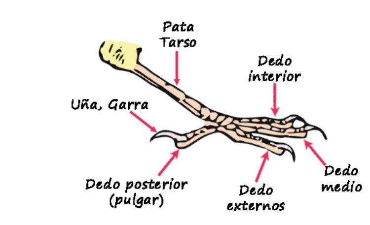 Canario Melado Tinerfeño · 1.ª parte