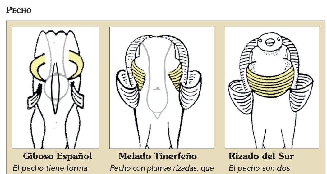 El pecho son dos comillas abiertas, que dejan al descubierto el esternón totalmente desnudo.