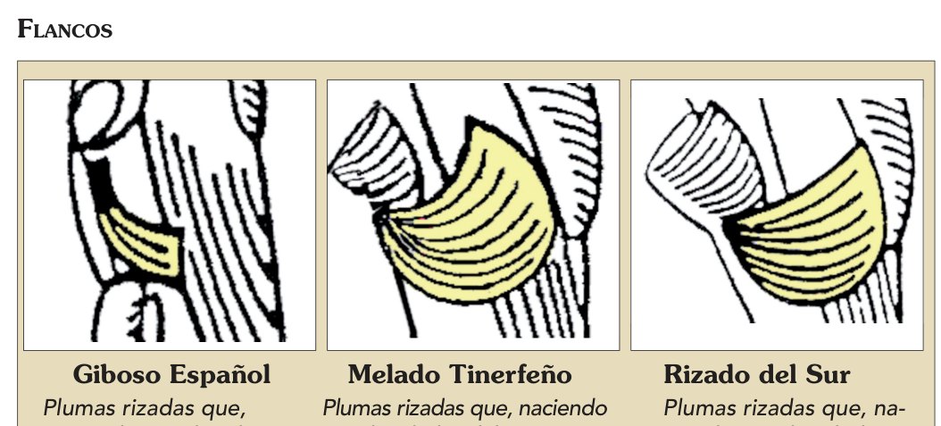 Plumas rizadas que, naciendo a ambos lados del cuerpo, forman dos pequeñas aletas, simétricas, curvadas hacia atrás.