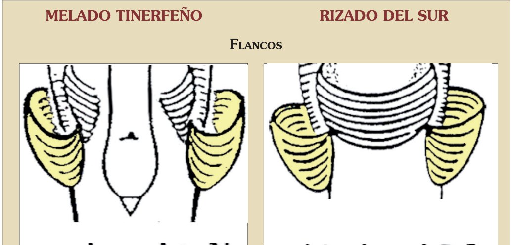 Plumas rizadas que, naciendo a ambos lados del cuerpo, forman dos grandes aletas, tupidas, simétricas, vueltas hacia las alas.