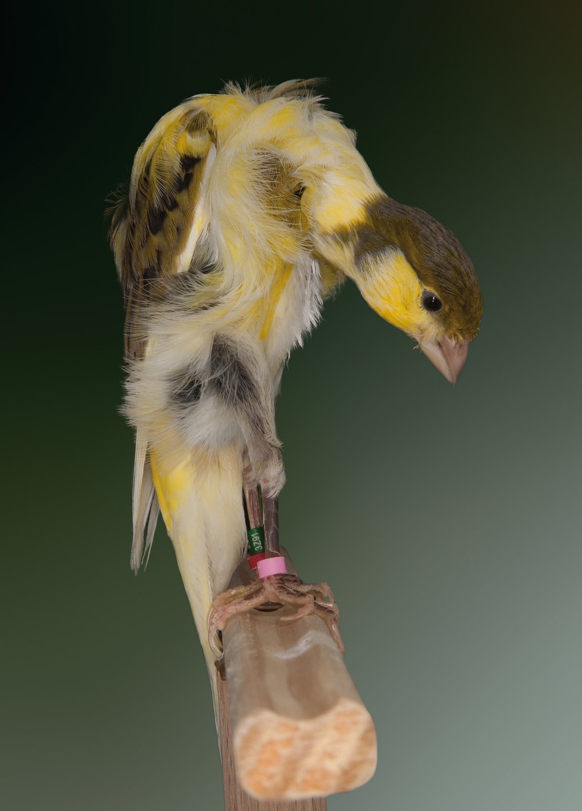 Melado Tinerfeño con muy buena posición, pudiéndose observar también las vibrisas del pecho y las filoplumas del muslo. Aviario: Rafael Machado Rodríguez.