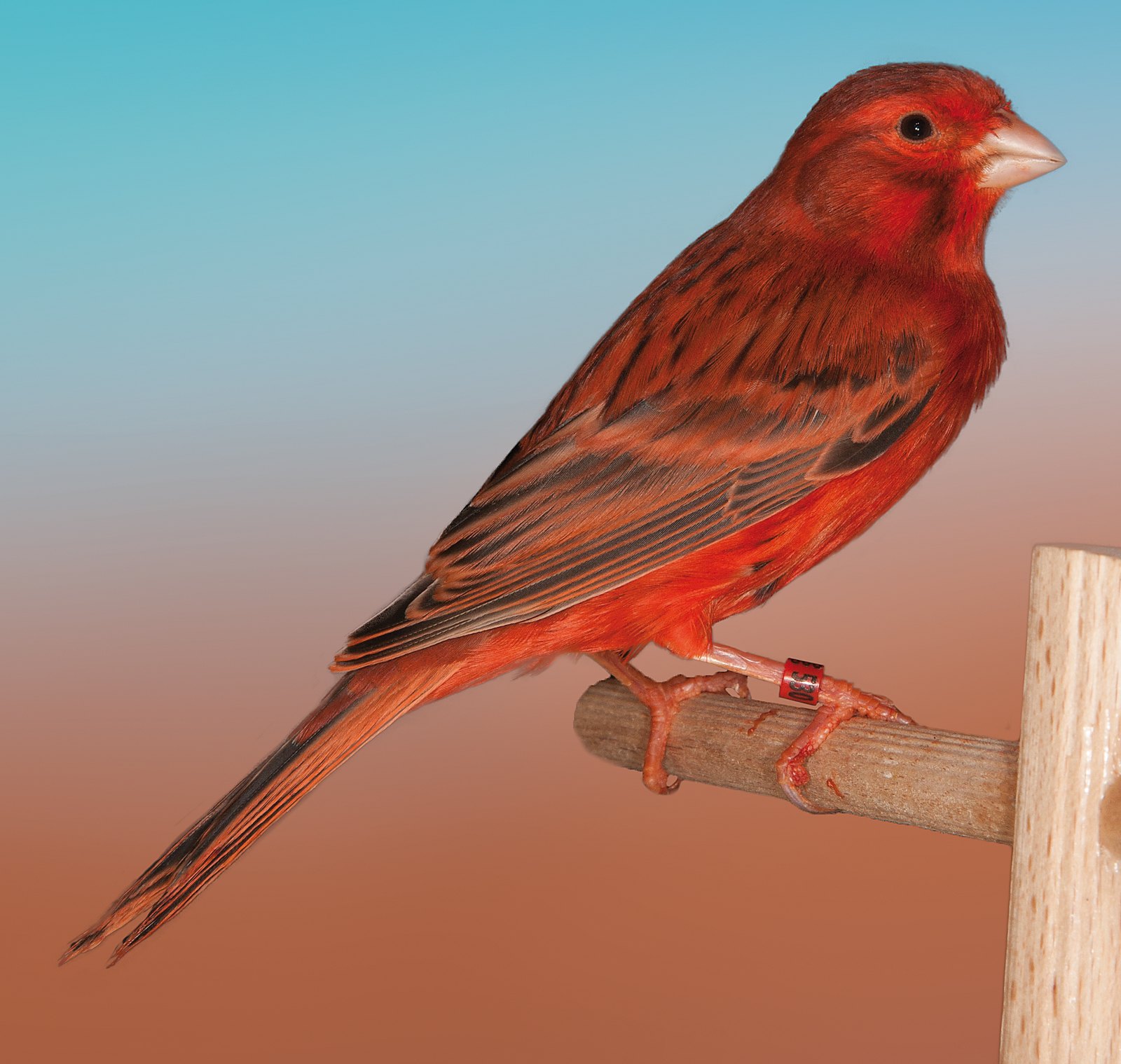 Ágata intenso rojo Es evidente que este ejemplar ha sido alimento con colorantes desde su nacimiento. De sta forma, los rebordes de la rémiges y timoneras se pigmentan de lipocromo y enmascaran los eventuales defectos leves (tenue presencia de feomelanina) y no muestran la tonalidad gris perla de los mejores ejemplares, índice de una óptima dilución. Esta práctica es necesaria cuando se desee participar en concursos C.O.M, ya que la normativa de la O.M.J. contempla la coloración “desde el nido” en intensos y nevados, no así en mosaicos. La tonalidad del negro del diseño es de buen nivel. Criador: José Ferrero Gisbert.