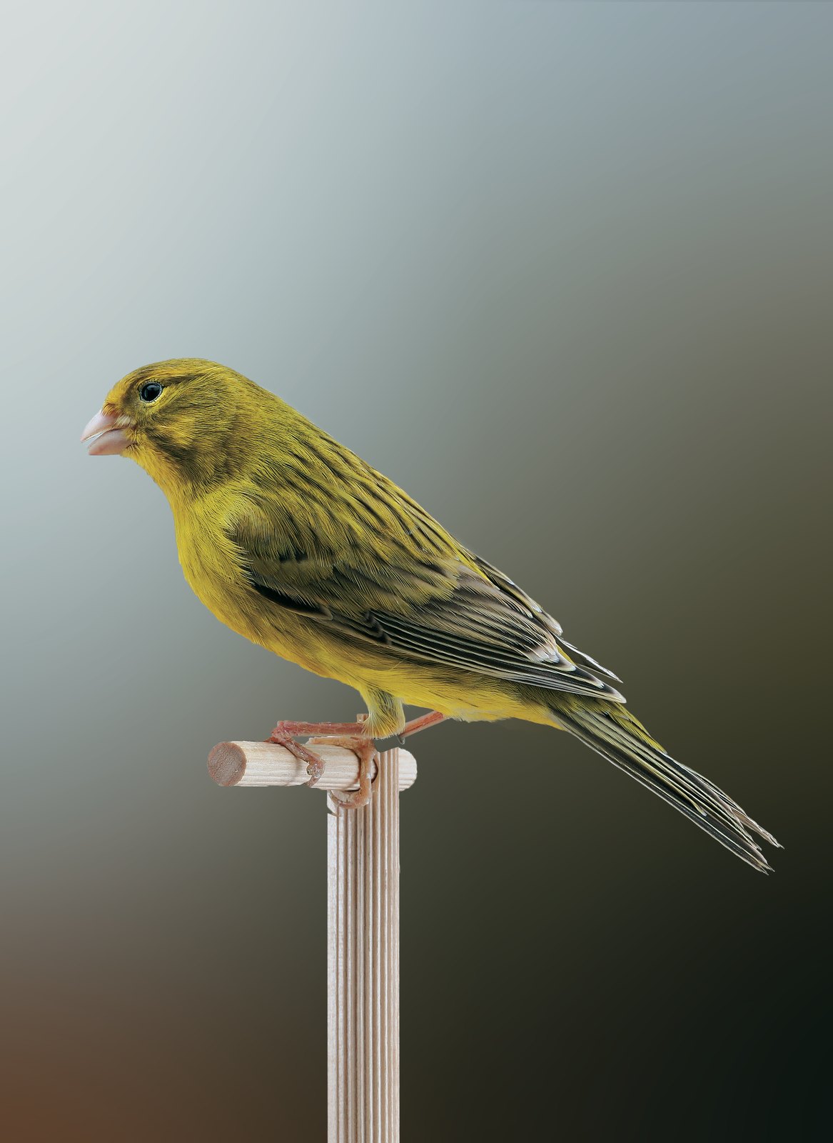 Ágata intenso amarillo