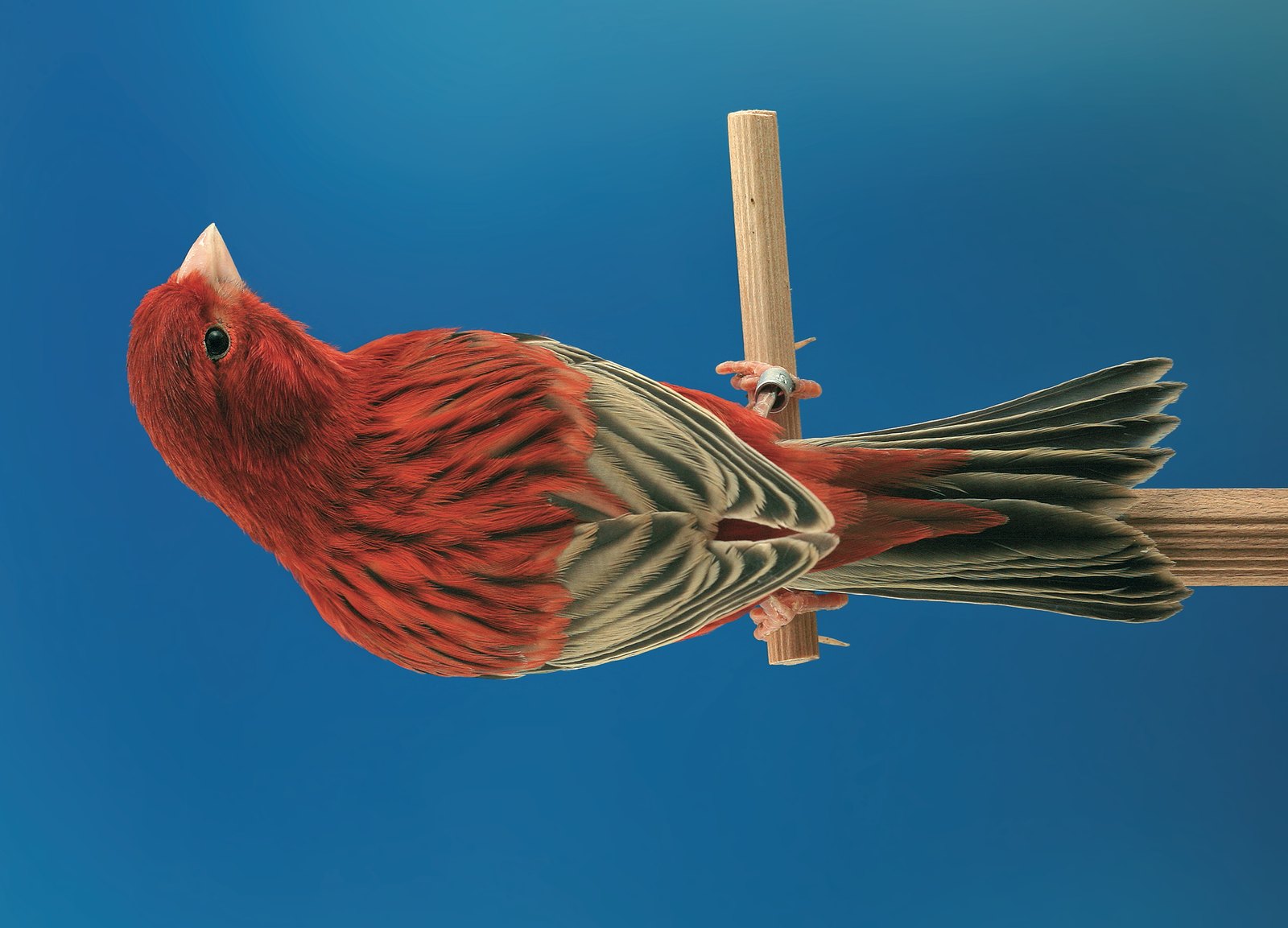 Ágata intenso rojo