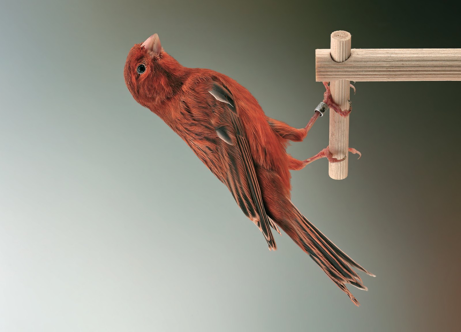 Ágata intenso rojo marfil