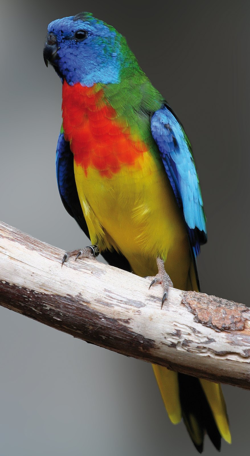 Neophema splendida macho.
