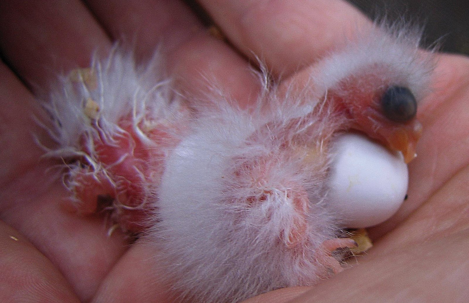 Pollo de N. crhysostoma.