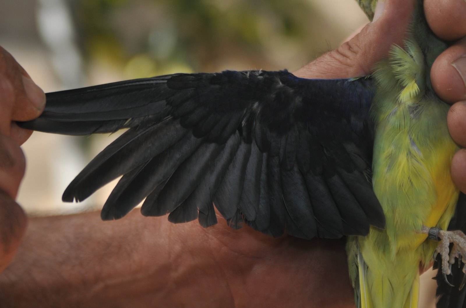 Neophema chrysostoma: hembra a la izquierda, macho a la derecha.