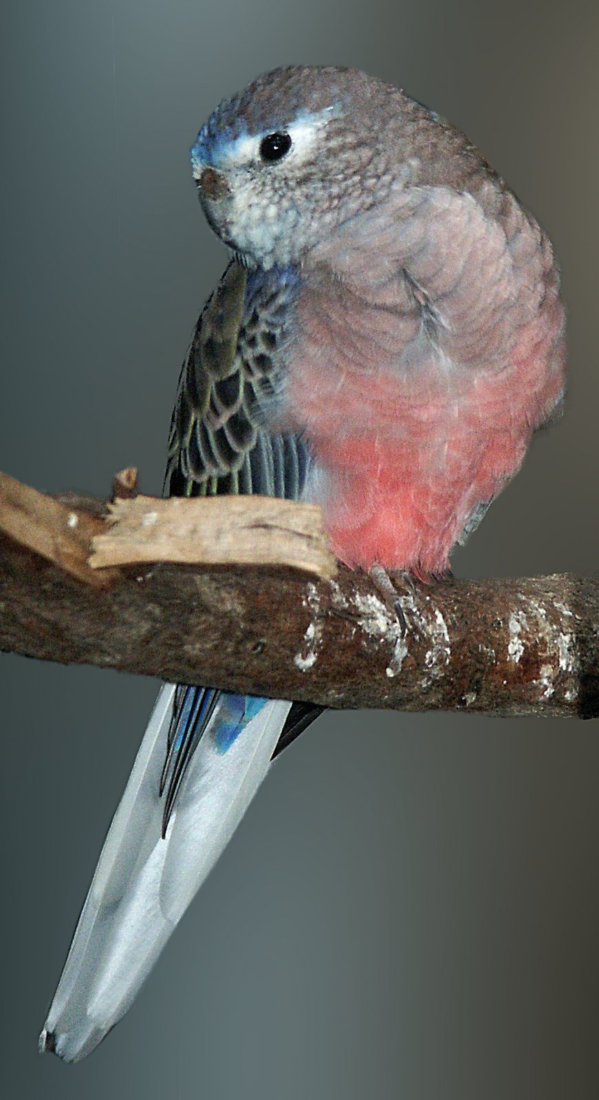 Neophema bourki.