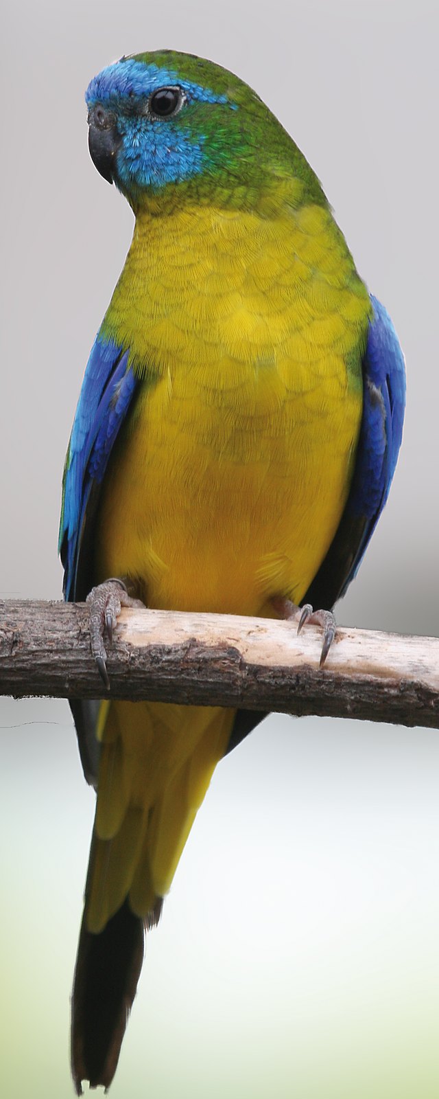 Neophema pulchella.