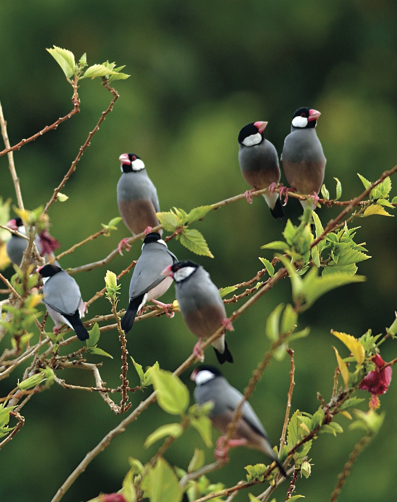 El Gorrión de Java es un ave gregaria que vive en grandes bandadas formadas por cientos de individuos. Foto:Parks Australia.