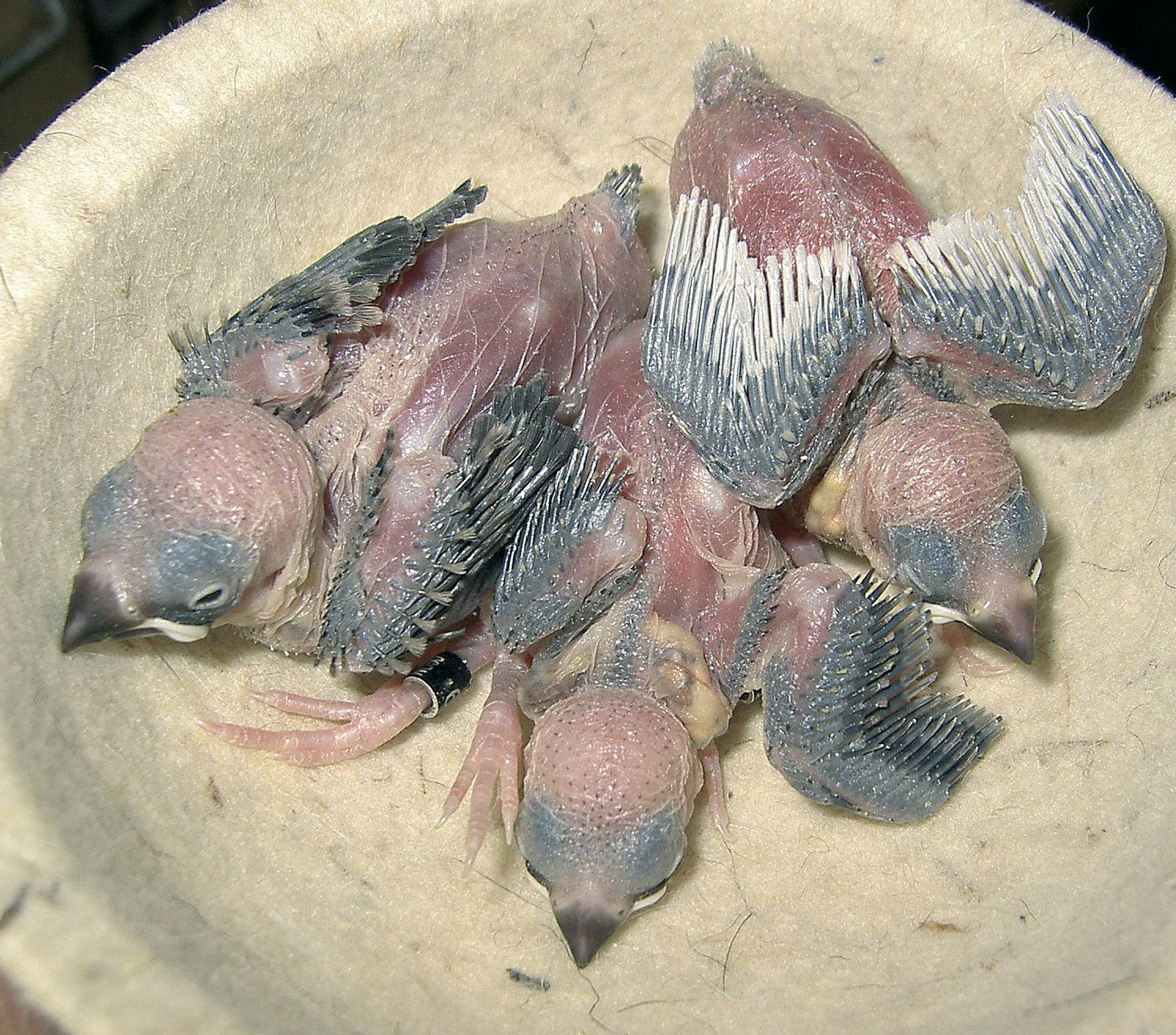 Cría y mutaciones del Padda