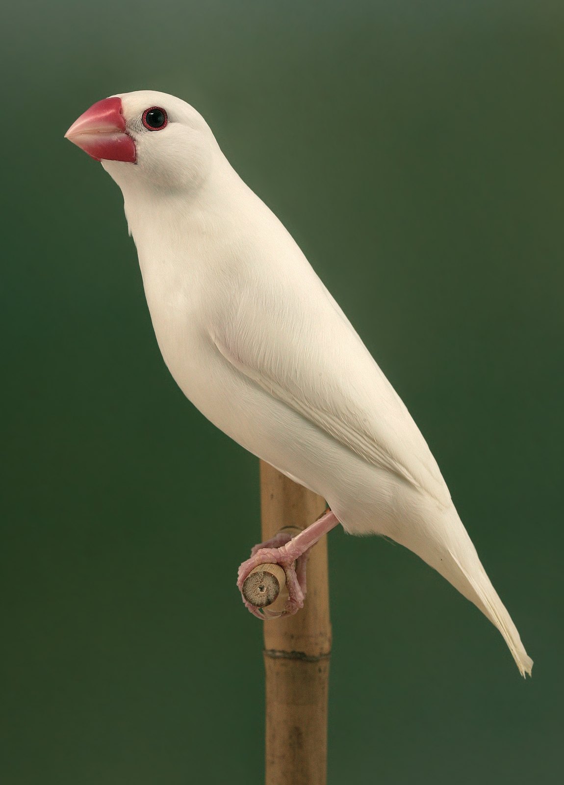 Padda blanco.