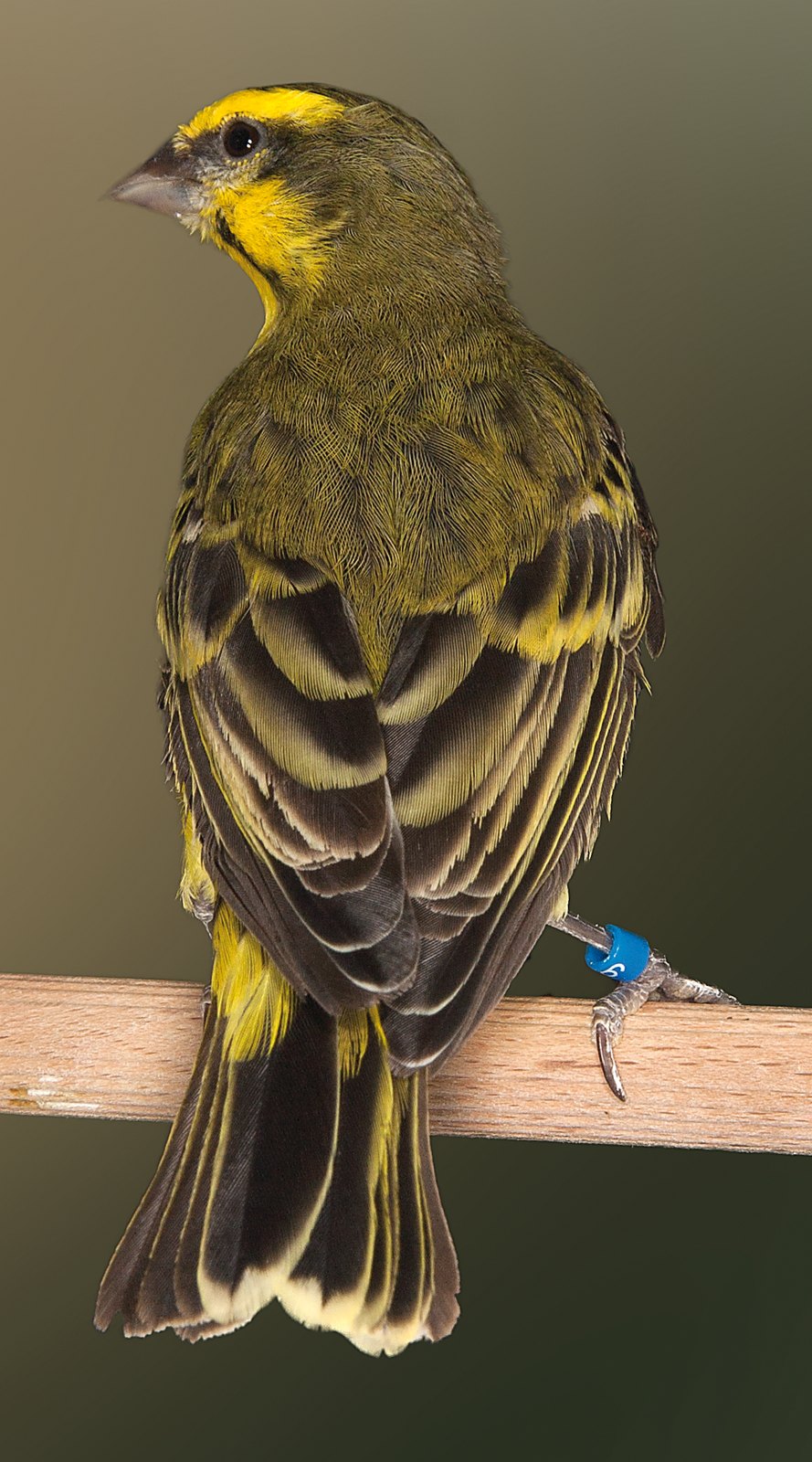 Serinus mozambicus somaliyae macho.