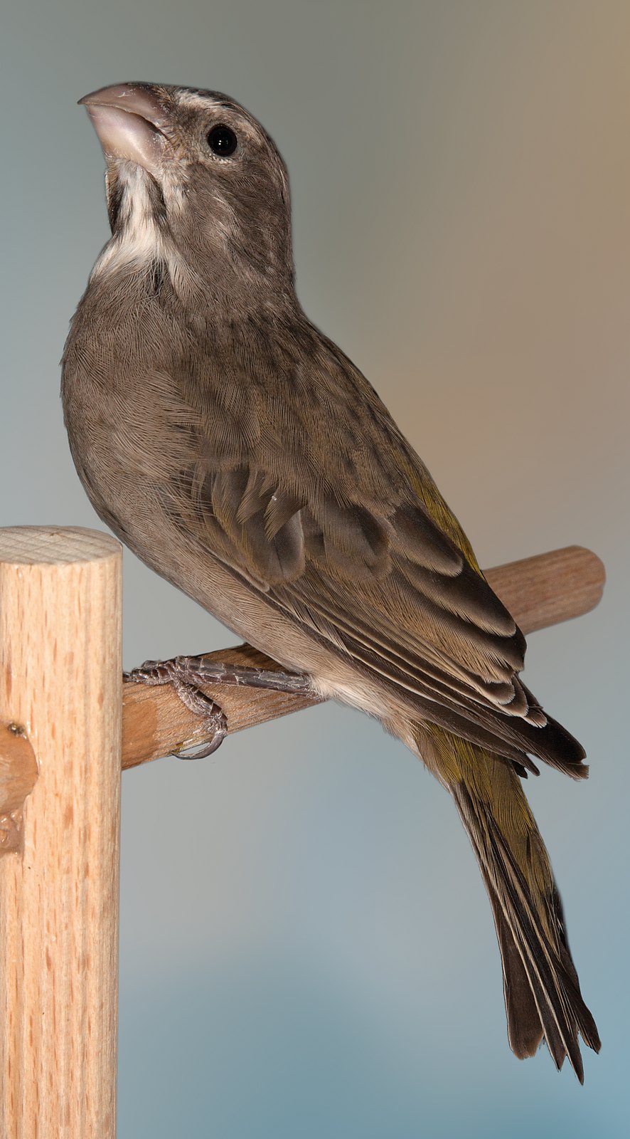 Serinus albogularis hembra.