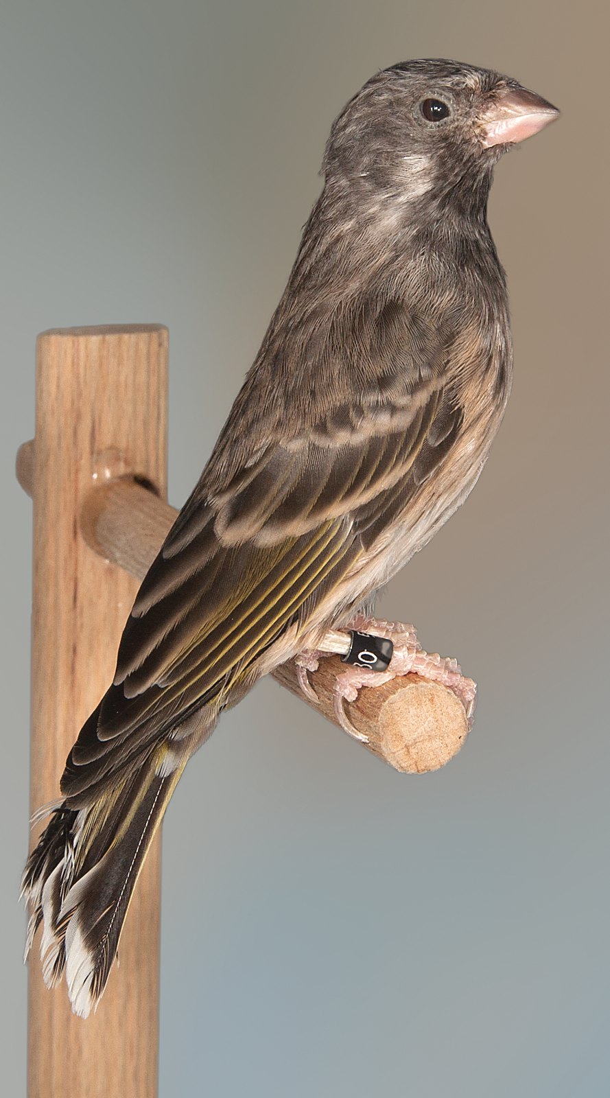Serinus atrogularis somerini macho.