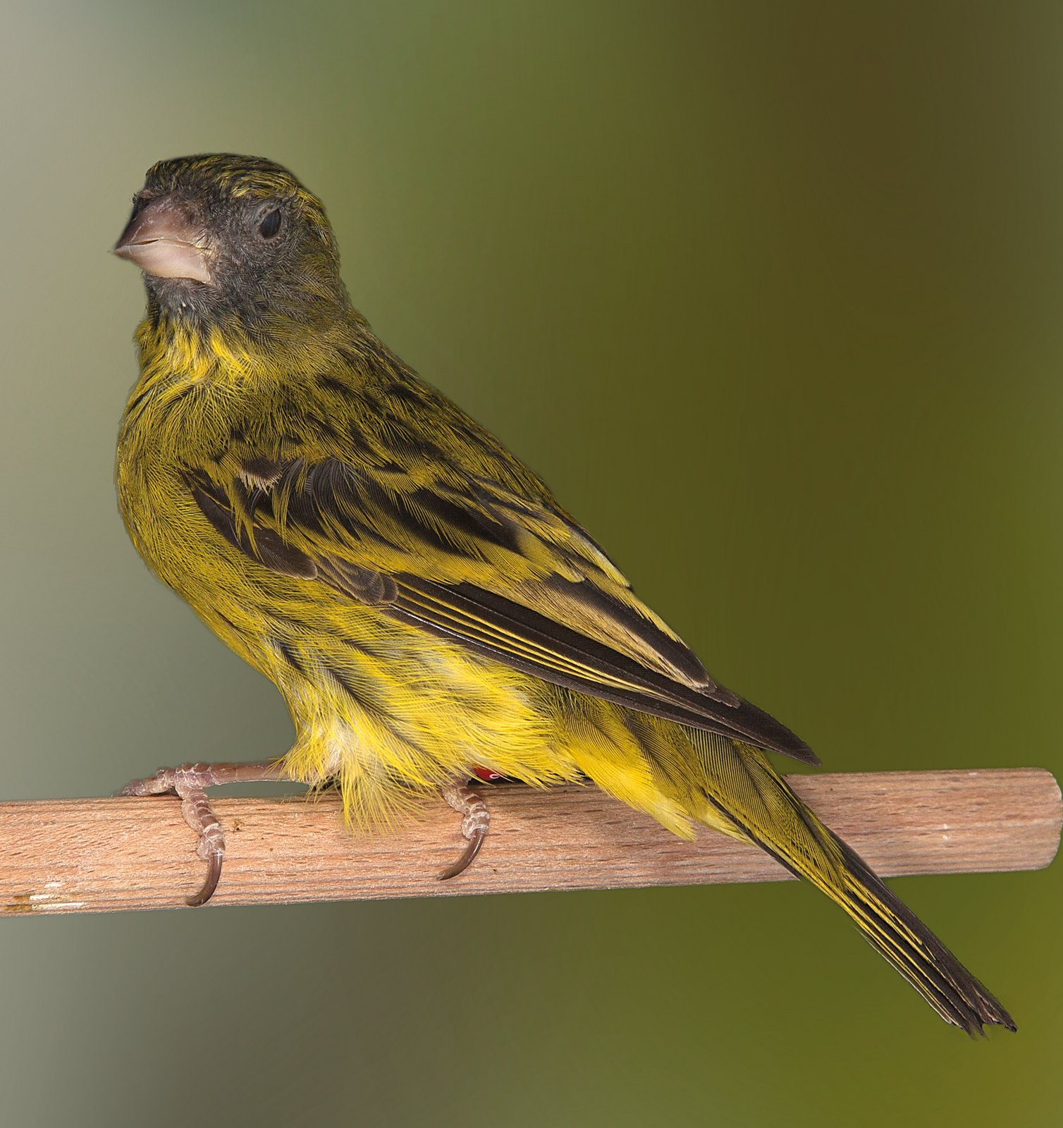 Serinus hypostictus macho.