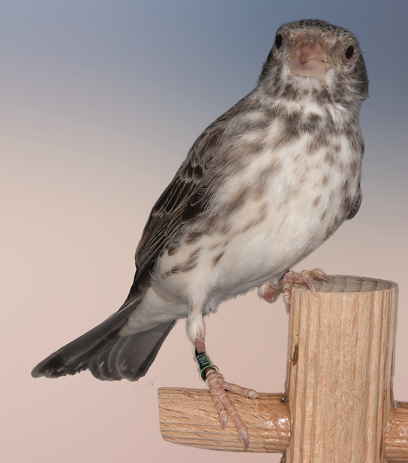 Serinus leucopygius macho.